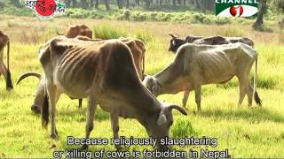 Nature and Life  Episode 209 Nature and Biodiversity of Nepal  Last Part [upl. by Newton]