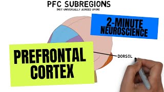 2Minute Neuroscience Prefrontal Cortex [upl. by Yla885]