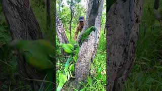 A man sees a lot of parrots in a beautiful wooden holepart1parrot love wildlife nature dance [upl. by Allecsirp694]