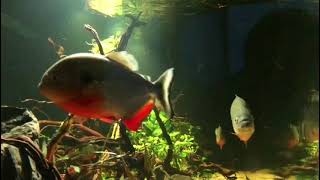 Feeding Blackshoulder Piranha  Pygocentrus cariba [upl. by Yesak]