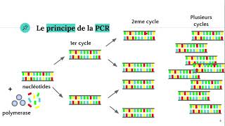 La technique PCR Polymerase Chain Reaction ðŸ§ª [upl. by Airotkciv577]