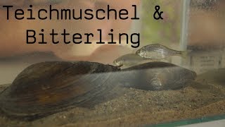 Teichmuschel amp Bitterling Blog 38 [upl. by Mick]