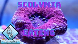 Scolymia Coral Eating [upl. by Kriss]