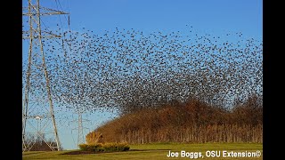 Starlings Mesmerizing Murmurations in Southwest Ohio [upl. by Benisch]