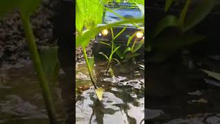 Rc car offroad foryou offroad trending trendingshorts offroad bgmi [upl. by Ibrek]