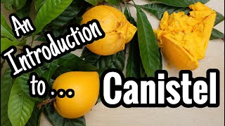 An Introduction to Canistel including why its called egg fruit [upl. by Llewellyn]