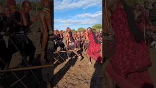 Famous Maasai warrior dance in Tanzania maasai tanzania safari [upl. by Attennyl]