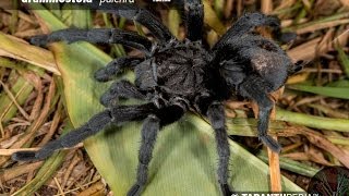 Brazilian Black Tarantula Mating  Grammostola pulchra [upl. by Eikcaj]