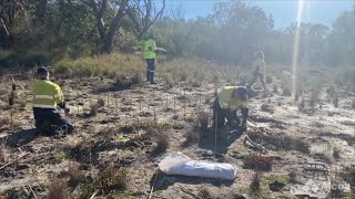 Alcoa Kwinana Australia employees volunteered to plant native seedlings at The Spectacles [upl. by Annanhoj521]