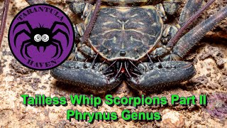 Tailless Whip Scorpions Part II Phrynus Genus [upl. by Assilim]