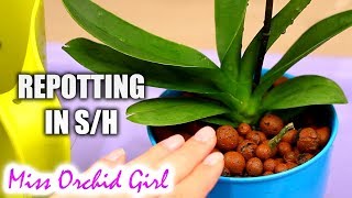 Repotting new Orchids in semi hydroponics  My tips amp tricks [upl. by Pendleton237]