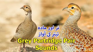 Grey teetar Pair sounds  Francolin Pair voice  Grey Partridge Male amp Female sounds [upl. by Enovad]