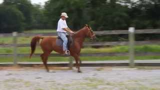 Hanoverian x Arabian Cross registered mare 6 year old for sale [upl. by Yrrot140]