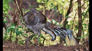 Mimicking sounds of the Lyrebird [upl. by Notsob]