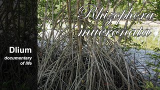 Looproot mangrove Rhizophora mucronata [upl. by Gnof]