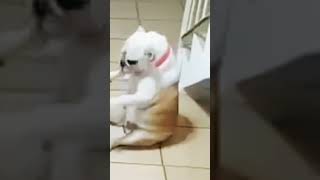 a dog is Dancinganimals farm pets dogmonkeygoatcatshortfunnychickenduckzoofarmhorse [upl. by Orianna586]