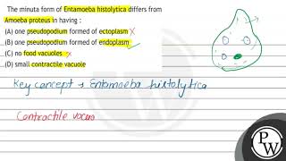 The minuta form of Entamoeba histolytica differs from Amoeba proteus in having  A one pseudop [upl. by Brink749]