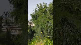 Mt Herzel Forest  Jerusalem Israel  Spring time walk  Holy Land [upl. by Krock427]