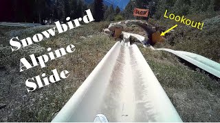 Snowbird Mountain Alpine Slide Snowbird Utah [upl. by Joash]