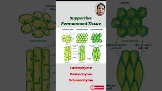 Understanding Permanent Tissues in Plants Parenchyma Collenchyma amp Sclerenchyma Explained [upl. by Yanej]