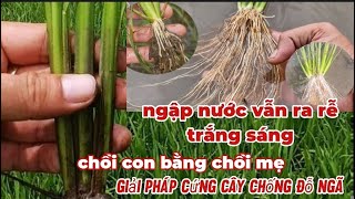 Phun thuốc cứng câyQui trình phun thuốc cứng cây giúp lúa dẻorễ khỏe nhảy chồi sớm Hè Thứ 2024 [upl. by Gabriella]