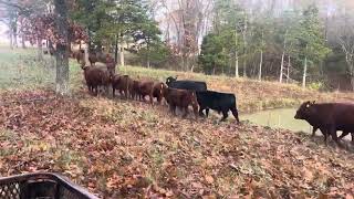 A brisk morning 2 mile cattle drive to new rested [upl. by Sallie]