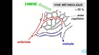 3  Histologie microcirculation partie 3 [upl. by Azral]