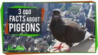 3 Odd Facts About Pigeons [upl. by Ema]