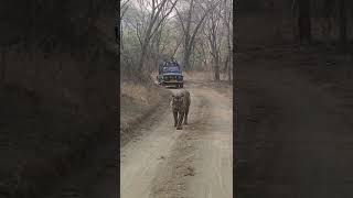 Ranthambore forest tiger scene [upl. by Ybocaj]