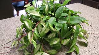 RUBRA WAX PLANT OR HOYA CARNOSA  DONNA JOSHI [upl. by Chlori]