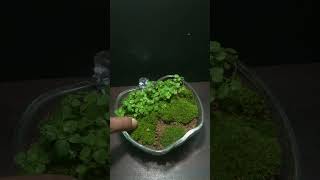 Making a green mini island🌱🍀 moss shorts terrarium miniature indoorgarden satisfying easy [upl. by Busby]