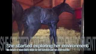 Lessons Learned from Saving a Percheron quotDummyquot HIE Foal Named Chakra [upl. by Gambell535]