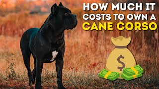 How Much It Costs To Own a Cane Corso [upl. by Whatley370]