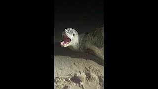 Nearly attacked by leopard seal in Australia [upl. by Edlin85]