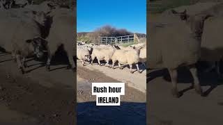 rushhour ireland codown [upl. by Adelaida]