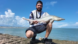 Sharks at South Padre Island jetties [upl. by Milicent738]