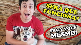 COMO ADESTRAR UM HUSKY SIBERIANO EM CASA  Adestramento Básico 01 [upl. by Eednus359]