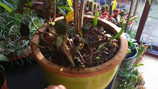 Medinilla magnifica epiphytic its in flower amp rescue house plant [upl. by Froh]