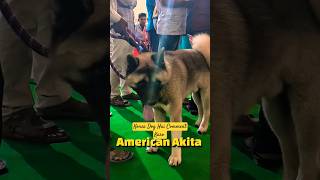 American Akita dog petsvlog viral shortsvideo [upl. by Eniarol]