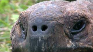 Galapagos Islands HD [upl. by Merrilee]