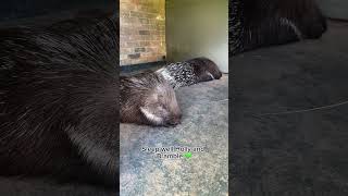 ✨A day in the life of a Porcupine Episode 6 ✨ shorts planetzoo [upl. by Harold]