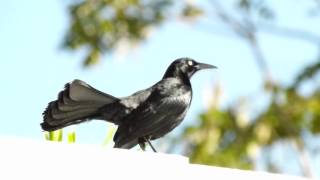 Chango o Mozambique Quiscalus niger  Greater Antillean Grackle [upl. by Granny]