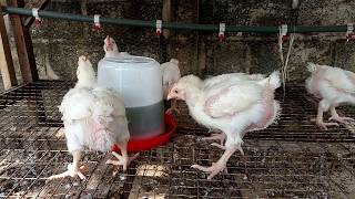 Broilers drinking bitter leaf extract [upl. by Carolynne]