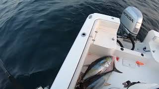 Yellowfin Tuna South of Block Island Rhode Island [upl. by Eendyc308]