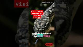 Pit Vipers Masters of Thermal Vision shorts pitvipers facts [upl. by Russon]