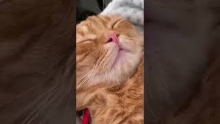 Gato descansando en huronesshortsyoutube petsofyoutube animalestiernos animalshots cutepets [upl. by Brothers]