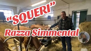 AzAg”Squeri” allevamento vacche Simmental produzione formaggio di AlpicellaSarazzu e Ricotta [upl. by Marc593]