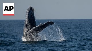 Rio de Janeiro has new attraction for tourists Whalewatching [upl. by Ydissahc]