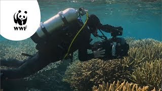 Our Planet  verbleking van koraal in het Great Barrier Reef [upl. by Aisercal]