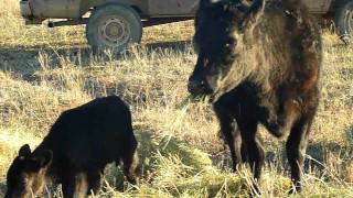 Belted Galloway with Dexter cross bull calf [upl. by Felicle]